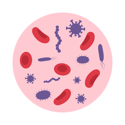 Staphylococcus aureus (hemolítico)